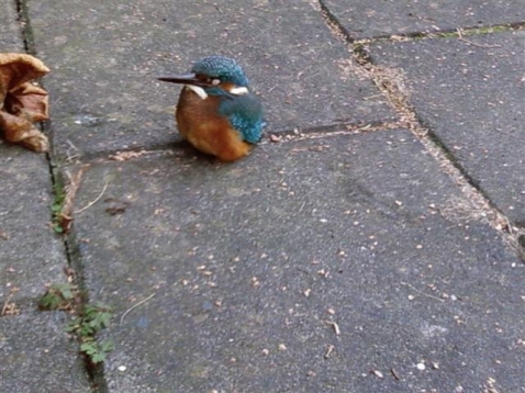 Gewond ijsvogeltje gevonden