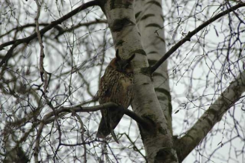 In vogelvlucht: Ransuilen