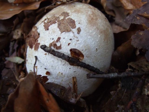 In vogelvlucht: Paddenstoelen en zwammen