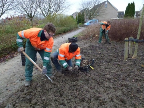 Groenonderhoud door Sight Landscaping