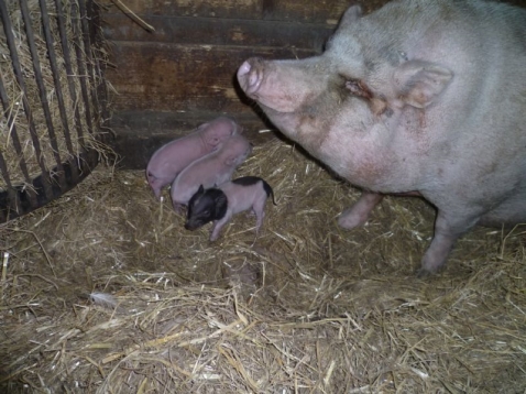 Biggetjes geboren bij de Scharrelberg