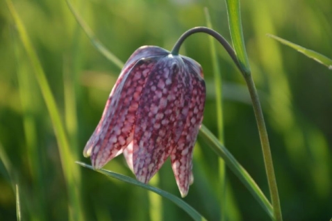 In vogelvlucht: van kievitsnesten tot de kievitsbloem