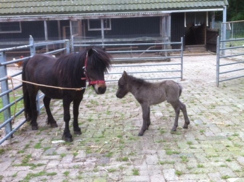 Scharrelberg kanshebber Leukste kinderboerderij van Flevoland