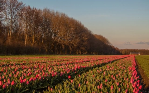 Tulpenroute start zaterdag in Biddinghuizen