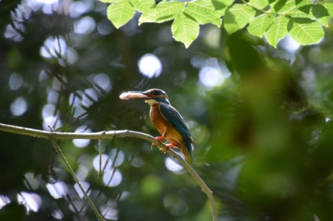 In vogelvlucht: oog in oog met de ijsvogel