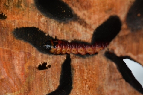 In vogelvlucht: de wilgenhoutrups