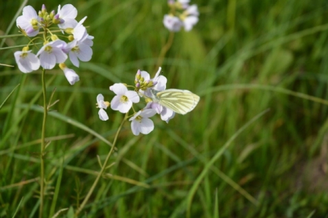 In vogelvlucht: De Pinksterbloem