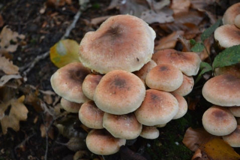 In Vogelvlucht: Het zwavelkopje