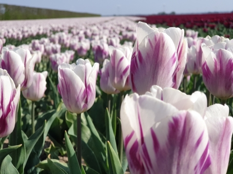 Tulpenroute Flevoland kijkt terug op geslaagde editie