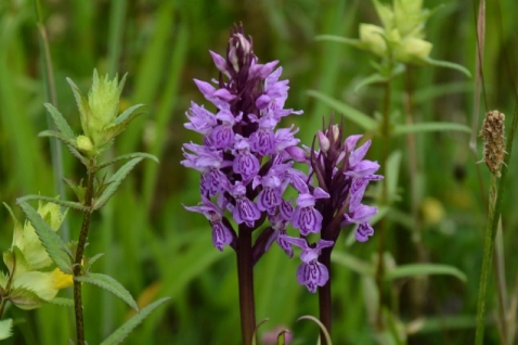 In vogelvlucht: De orchidee