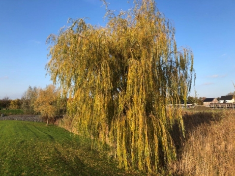 In vogelvlucht: de treurwilg