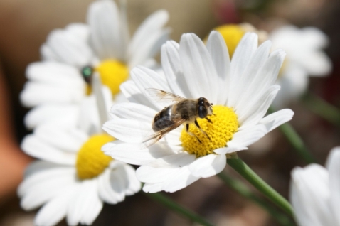 300 hectare bijenvriendelijke bermen in Flevoland