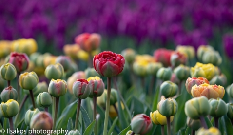 Tulpenroute Flevoland heeft dit jaar acht routes, Tulpen iets later in bloei