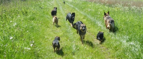 Speelmiddag bij Dierenpension Welgelegen