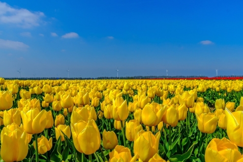 8ste editie Tulpenroute Flevoland binnenkort van start