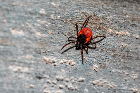 Veel meldingen Lyme door tekenbeten in gemeente Dronten