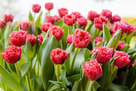 Polder Pink brengt kleur naar de gemeente Dronten