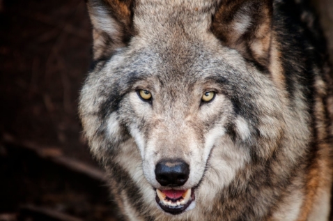 Flevolandse weerstand tegen de wolf groeit