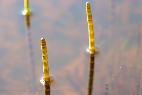 Afname waterplanten in Veluwemeer