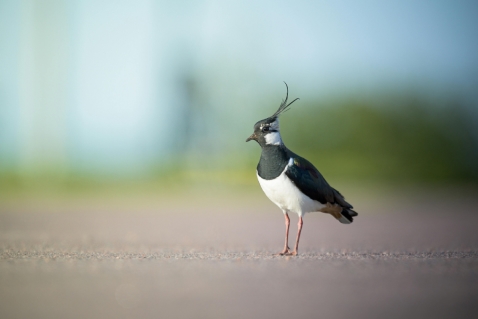 Landschapsbeheer Flevoland wil meer boeren betrekken bij weidevogelbescherming