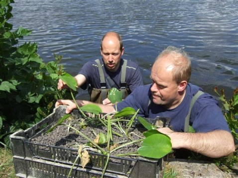 In vogelvlucht: water- en oeverplanten aangeplant