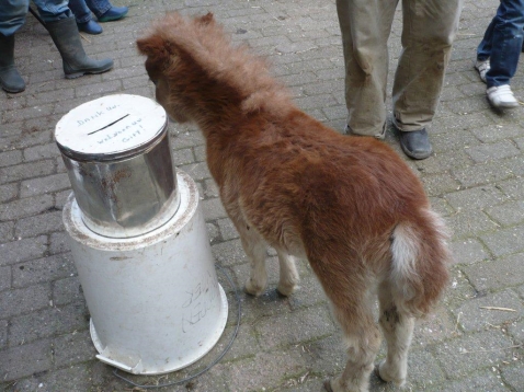 Veulen dierenpark heet Doortje